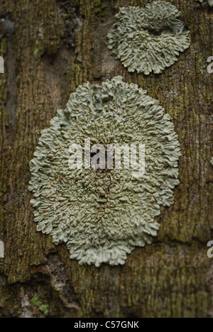 Le lichen Lecanora muralis, sur les roches du thalle Banque D'Images