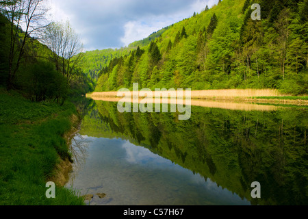 Le Doubs, Le Theusseret, Suisse, Europe, canton Jura, rivière, écoulement, Doubs, fleuve frontalier, bois, forêt, Reed, de réflexion Banque D'Images