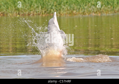 Rivière Tucuxi (Sotalia fluviatilis) Dolphin, également connu sous le nom de bufeo gris ou noir bufeo Banque D'Images