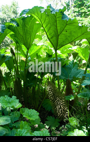 Gunnera manicata, rhubarbe géante ou, originaire du Brésil, est une plante d'ornement dans la famille Gunneraceae Banque D'Images