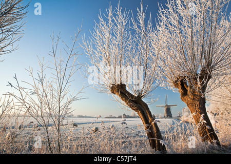 Les Pays-Bas, Nigtevecht, moutons et moulin à vent dans la neige. Saules. Banque D'Images