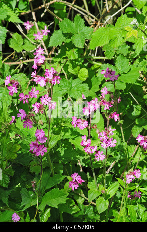 Red campion Silene dioica de plus en haie. Banque D'Images