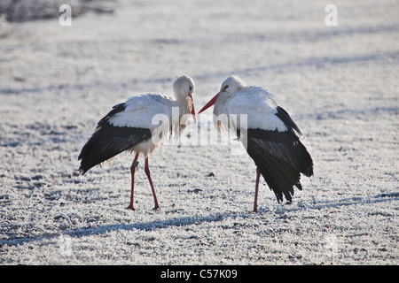 Les Pays-Bas, Nigtevecht, cigognes dans la neige. Banque D'Images