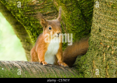L'Écureuil roux, Sciurus vulgaris. L'Écosse, au Royaume-Uni. Banque D'Images