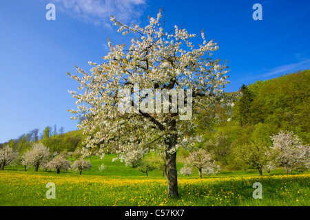 Saint Pantaleon, Suisse, Europe, canton de Soleure, prairie, verger, arbres fruitiers, fleurs, cerisiers, printemps Banque D'Images