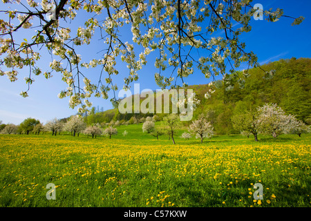 Saint Pantaleon, Suisse, Europe, canton de Soleure, prairie, verger, arbres fruitiers, fleurs, cerisiers, printemps Banque D'Images