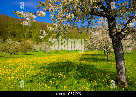 Saint Pantaleon, Suisse, Europe, canton de Soleure, prairie, verger, arbres fruitiers, fleurs, cerisiers, printemps, bois, fo Banque D'Images