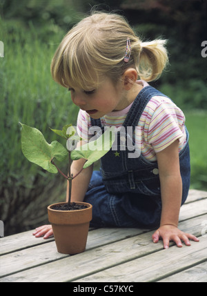 Très petit enfant regardant l'usine de haricots de coureur dans un pot, Royaume-Uni Banque D'Images