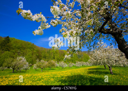 Saint Pantaleon, Suisse, Europe, canton de Soleure, prairie, verger, arbres fruitiers, fleurs, cerisiers, printemps, bois, fo Banque D'Images