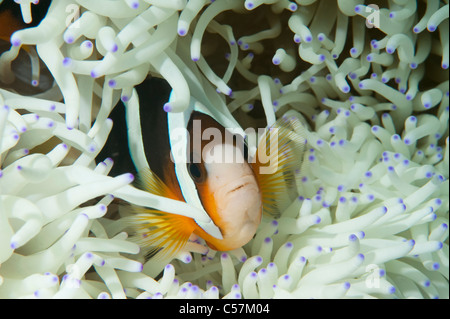 Clark's poisson clown dans une anémone sur un récif en Indonésie. Banque D'Images