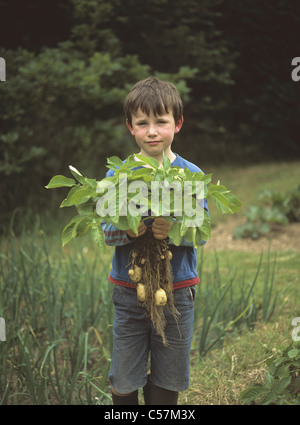 Boy in garden ou d'attribution en soulevant une culture de 'première' avant tout les pommes de terre de primeur Banque D'Images