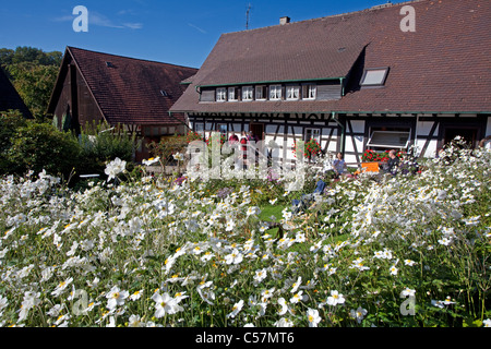 Bauernhaus und Bauerngarten à Sasbachwalden, Herbstanemonen,Anémone altaica, maison à colombages et jardin de fleurs, Windflower Banque D'Images