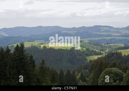 Un paysage verdoyant de pins et les collines de Schwarzwald, Baden-Wurttemberg, Allemagne Banque D'Images