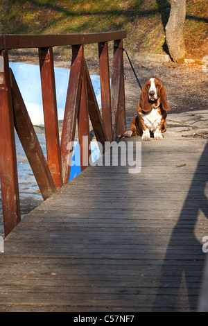 Triste, chien basset hound sur pont en bois Banque D'Images