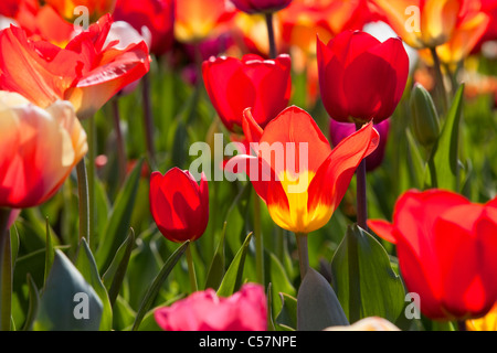 Les Pays-Bas, lisse, fleurs de tulipe. Banque D'Images