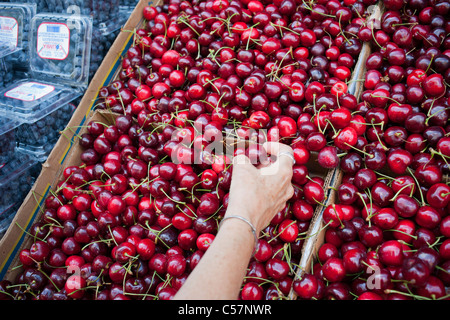 Un client choisit de cerises cerises dans un supermarché à New York le dimanche, Juillet 10, 2011. (© Richard B. Levine) Banque D'Images
