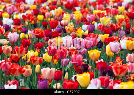 Les Pays-Bas, lisse, fleurs de tulipe. Banque D'Images