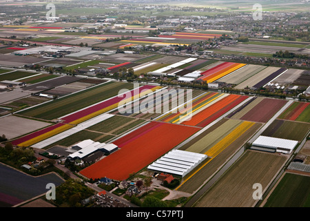 Les Pays-Bas, lisse, champs de tulipes, fleurs tulipes principalement. Vue aérienne.