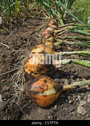 Oignons fraîchement cueillis séchant au soleil. Banque D'Images