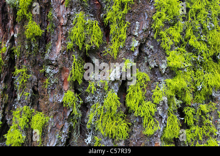 Aletschwald, pin parasol, pin, arbre, tronc, écorce, lichens, Pinus cembra, écorce, la Suisse, le tronc, la tribu, le Valais, le SWIS Banque D'Images