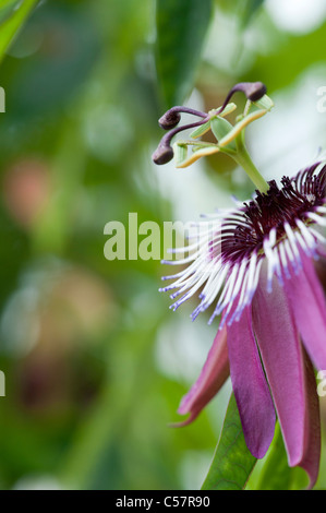 Passiflora violacea . La passiflore violette Banque D'Images