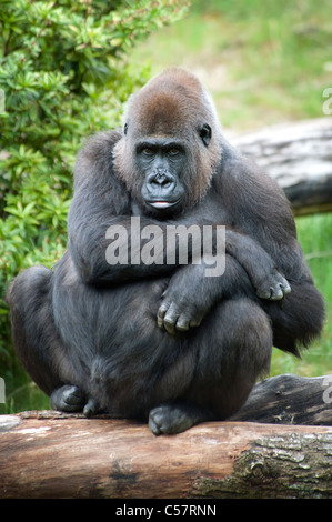 Close-up of a female silverback gorilla Banque D'Images