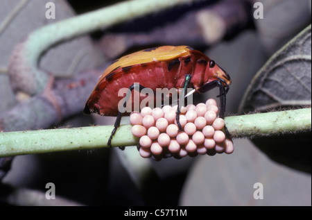 Les arlequins bug, un bouclier de secours (Tectocoris diophthalmus bug) femmes gardant les œufs ; un organisme nuisible sur le coton et d'autres plantes, de l'Australie Banque D'Images