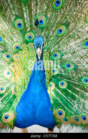 Beau mâle paon indien montrant ses plumes (Pavo cristatus) Banque D'Images