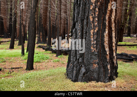 Fire endommagé conifères de pins et de séquoias géants de Yosemite National Park California usa Banque D'Images