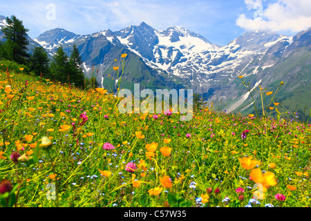 Soir, cauchemar, Alpes, fleurs des Alpes, flore alpine, Alpes, montagne, massif de montagne, panorama de montagnes, les fleurs, Banque D'Images