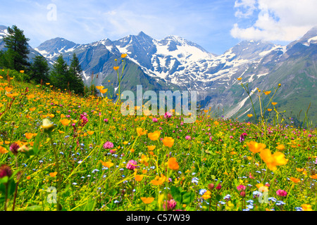 Soir, cauchemar, Alpes, fleurs des Alpes, flore alpine, Alpes, montagne, massif de montagne, panorama de montagnes, les fleurs, Banque D'Images