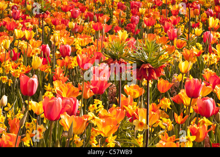 Les Pays-Bas, lisse, jardin de fleurs Keukenhof, principalement Tulip. Banque D'Images