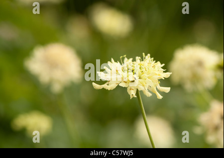 Cephalaria gigantea, Giant scabious, en fleurs Banque D'Images