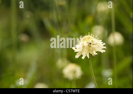 Cephalaria gigantea, Giant scabious, en fleurs Banque D'Images