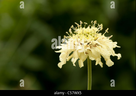Cephalaria gigantea, Giant scabious, en fleurs Banque D'Images