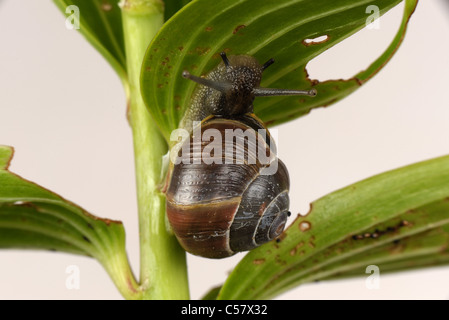 Coloration foncée des lèvres blanches baguées (escargot Cepaea hortensis) sur une feuille de Lily Banque D'Images