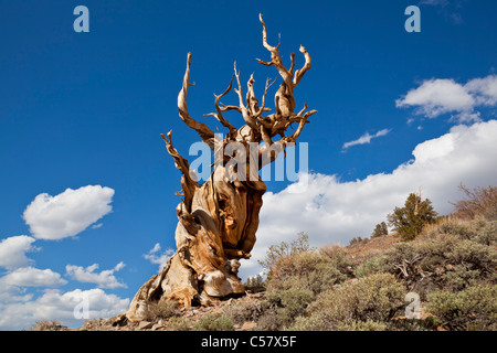 L'ancienne forêt de pins bristlecone Inyo National Forest California USA United States of America Banque D'Images