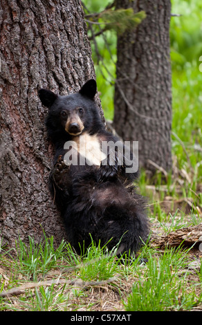 Petit Ours noir Sequoia National Park, la Sierra Nevada, en Californie, USA, United States of America Banque D'Images