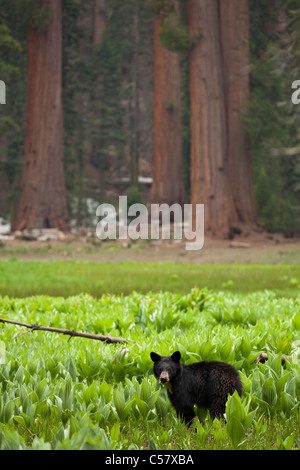 Petit Ours noir Sequoia National Park, la Sierra Nevada, en Californie, USA, United States of America Banque D'Images