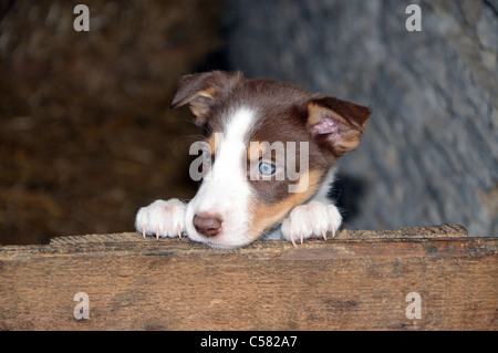 6 semaines chiot border collie Banque D'Images