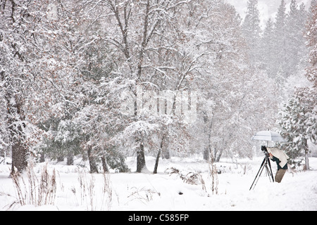 Un photographe prend des photos en El Capitan prairie sous un parapluie comme la neige tombe pendant une tempête, Yosemite National Park Banque D'Images