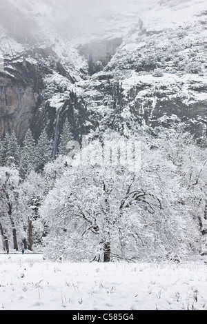 La couverture de neige et de glace le Cook's Meadow Oak tree avec des chutes de Yosemite en arrière-plan - Yosemite, Californie Banque D'Images