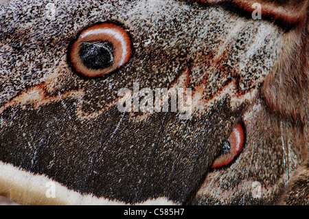 Papillon Paon géant, Saturnia pyri, papillon, papillon, méditerranéenne, insecte, insectes, d'animaux, les animaux, la faune, la flore, la nature Banque D'Images