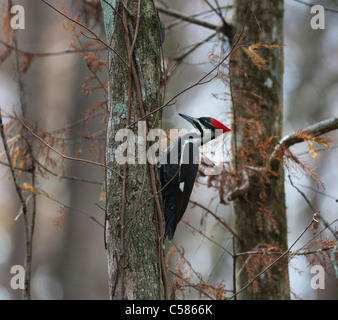 Le Grand Bois Pecker Banque D'Images