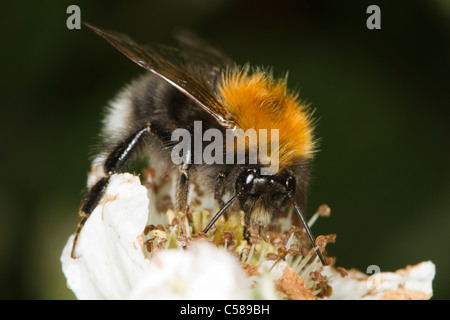 Les bourdons (Bombus hypnorum arbre) se nourrissant sur une fleur de ronce Banque D'Images