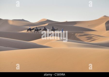 L'Afrique, Maroc, Maghreb, Afrique du Nord, les dunes de l'erg Chebbi, désert, Sahara, dunes, sable,, nature, paysage, chameaux, trekking Banque D'Images