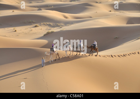 L'Afrique, Maroc, Maghreb, Afrique du Nord, les dunes de l'erg Chebbi, désert, Sahara, dunes, sable,, nature, chameau, dromadaire, randonnée, Banque D'Images