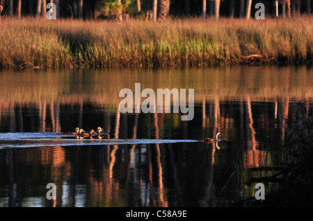 Chassahowitzka Wildlife Reserve, canards, National Wildlife Refuge, du Golfe, de la mer, au Mexique, près de Spring Hill, Florida, USA, United States, Amérique Latine Banque D'Images