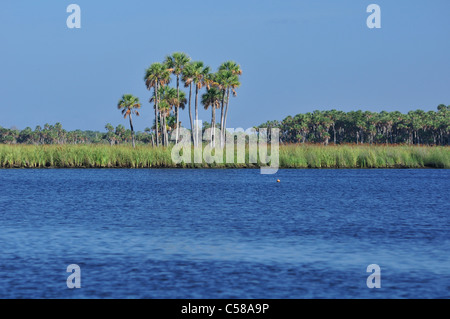 Chassahowitzka wildlife reserve, National Wildlife Refuge, du Golfe, de la mer, au Mexique, près de Spring Hill, Florida, USA, United States, l'Amérique, de l'eau, palm Banque D'Images