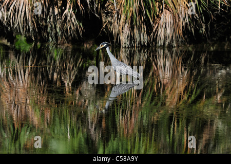 Le héron, oiseau, Chassahowitzka Wildlife Reserve, National Wildlife Refuge, du Golfe, de la mer, au Mexique, près de Spring Hill, Florida, USA, United States, Amérique Latine Banque D'Images